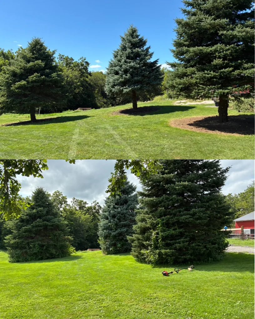 Yard cleanup and landscaping work